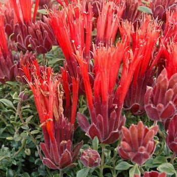 Monardella macrantha 'Marian Sampson' 