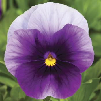Viola cornuta 'Beaconsfield' 