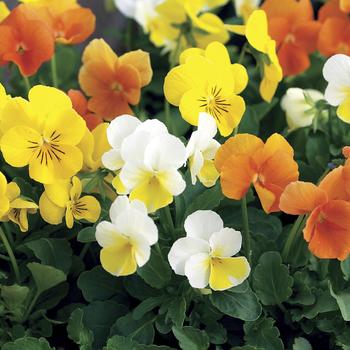 Viola cornuta 'Citrus Mix' 