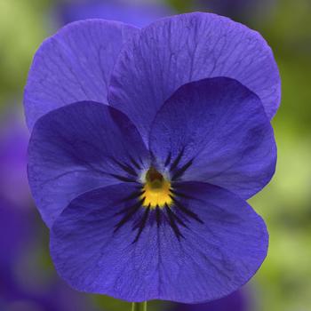 Viola cornuta 'Deep Blue' 
