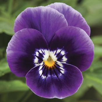 Viola cornuta Penny™ 'Deep Marina'