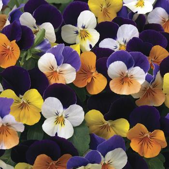 Viola cornuta Penny™ 'Jump-up Mix'