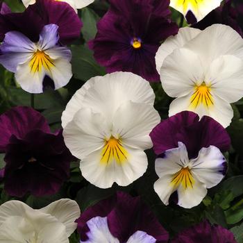 Viola x wittrockiana 'Berries 'N Cream Mix' 