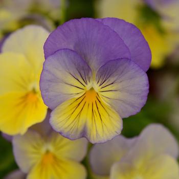 Viola x wittrockiana 'Blueberry Swirl' 