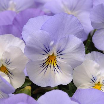 Viola x wittrockiana 'Frost' 