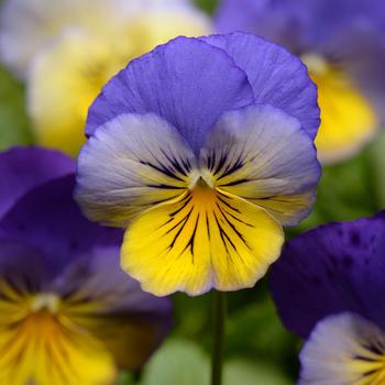 Viola x wittrockiana 'Morpho' 