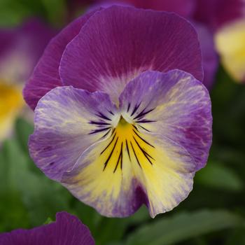 Viola x wittrockiana 'Raspberry Swirl' 