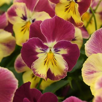 Viola x wittrockiana Cool Wave® 'Strawberry Swirl'