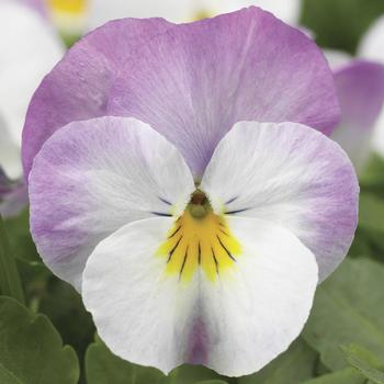 Viola cornuta