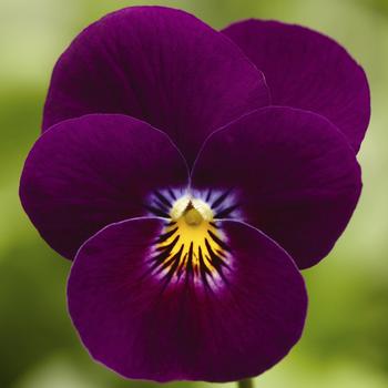 Viola cornuta 'Violet' 