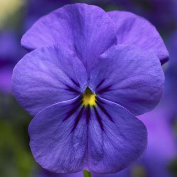 Viola cornuta 'Blue' 