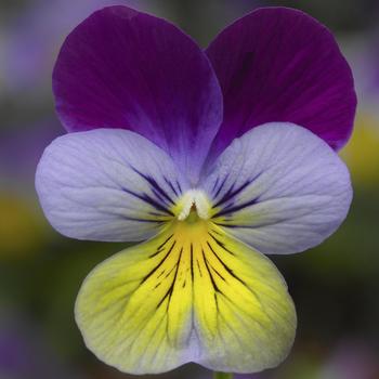 Viola cornuta 'Blue Purple Wing' 