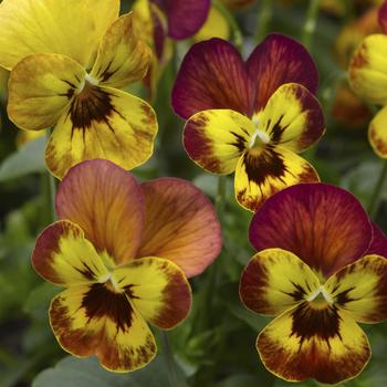 Viola cornuta 'Copperfield' 