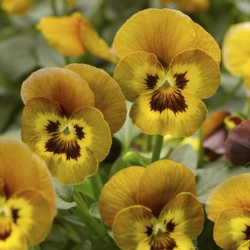 Viola cornuta 'Honeybee' 