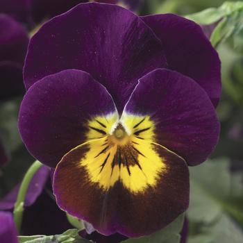 Viola cornuta 'Purple with Golden Center' 