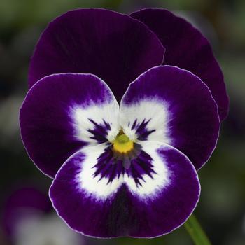 Viola cornuta 'Violet Face' 