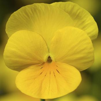 Viola cornuta 'Yellow' 