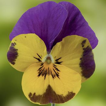Viola cornuta 'Yellow and Purple' 