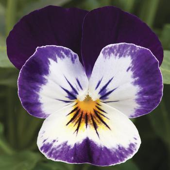 Viola cornuta 'Mickey' 