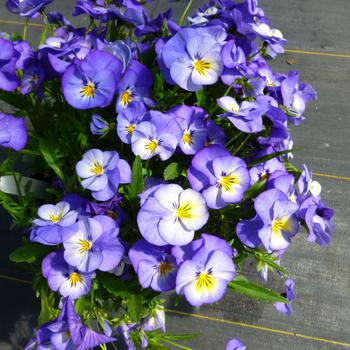 Viola cornuta 'Halo Sky Blue' 