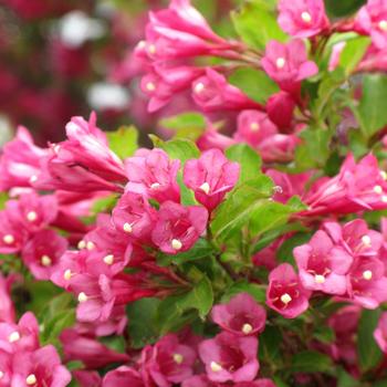 Weigela florida 'Flamingo Pink' Bokrafour PP21793