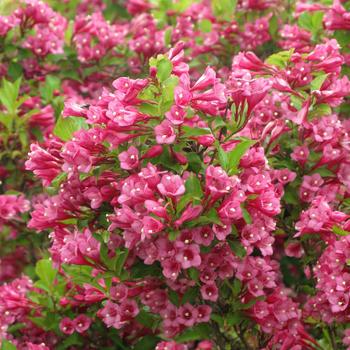 Weigela florida Colorstar™ 'Flamingo Pink'