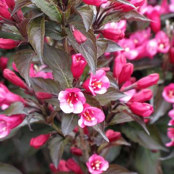 Weigela florida Colorstar™ 'Merlot Pink'