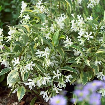 Trachelospermum jasminoides 'Sunlover'