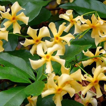 Trachelospermum jasminoides 'Star of Tuscany'