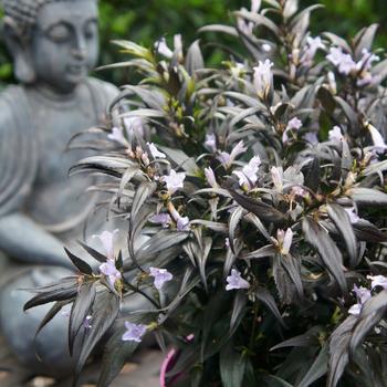 Strobilanthes anisophyllus 'Brunetthy'