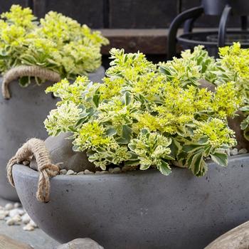 Sedum takesimense 'Atlantis™'