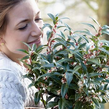 Sarcococca humilis 'Winter Gem'