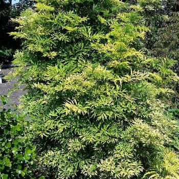 Sambucus nigra 'Golden Tower'