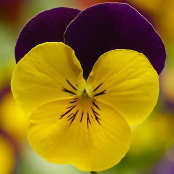 Viola cornuta 'Yellow Jump Up Improved' 