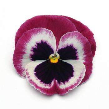 Viola x wittrockiana 'Rose Wing' 