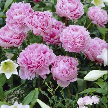 Paeonia lactiflora 'Butter Bowl' 