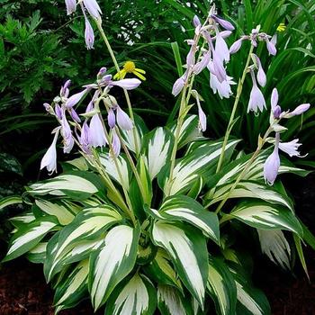 Hosta 'Christmas Tree' 