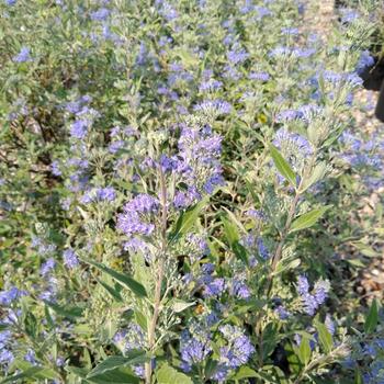 Caryopteris x clandonensis 'Blue Mist' 