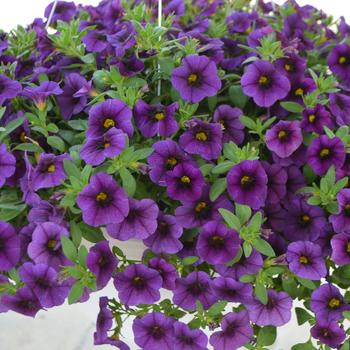 Calibrachoa Aloha 'Midnight Blue'