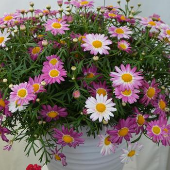 Argyranthemum frutescens 'Pink' 