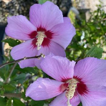 Hibiscus syriacus 'Minerva' 