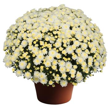 Chrysanthemum x morifolium Chelsey™ White