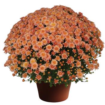 Chrysanthemum x morifolium