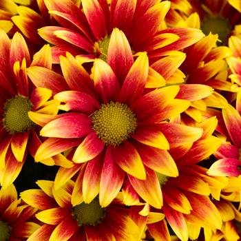 Chrysanthemum indicum 'La Belle™ Bronze Bicolor'