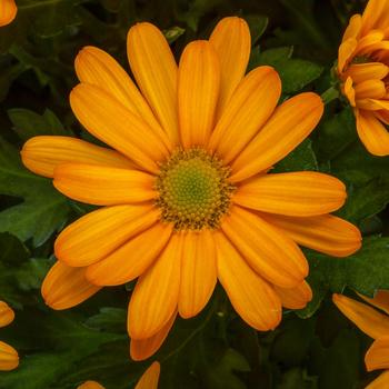 Chrysanthemum indicum 'Flagstaff™ Topaz'