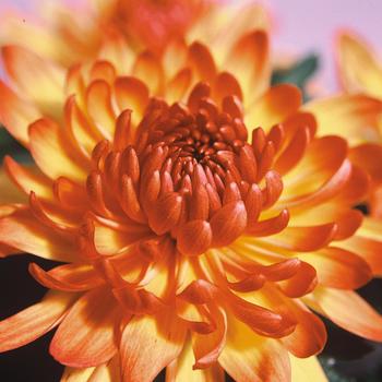 Chrysanthemum indicum 'Delano™ Fall Bronze Bicolor'