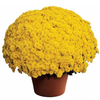 Chrysanthemum x morifolium Ursula™ 'Sunny Yellow'