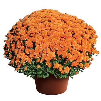 Chrysanthemum x morifolium 'Fancy Orange' 