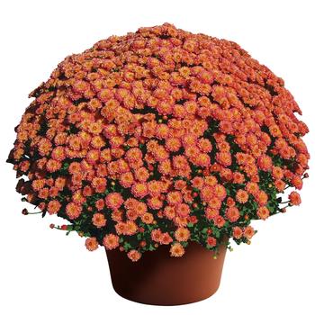 Chrysanthemum grandiflorum 'Gigi™ Coral' 