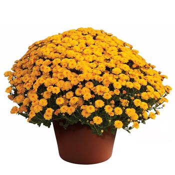Chrysanthemum grandiflorum 'Gigi™ Gold' 